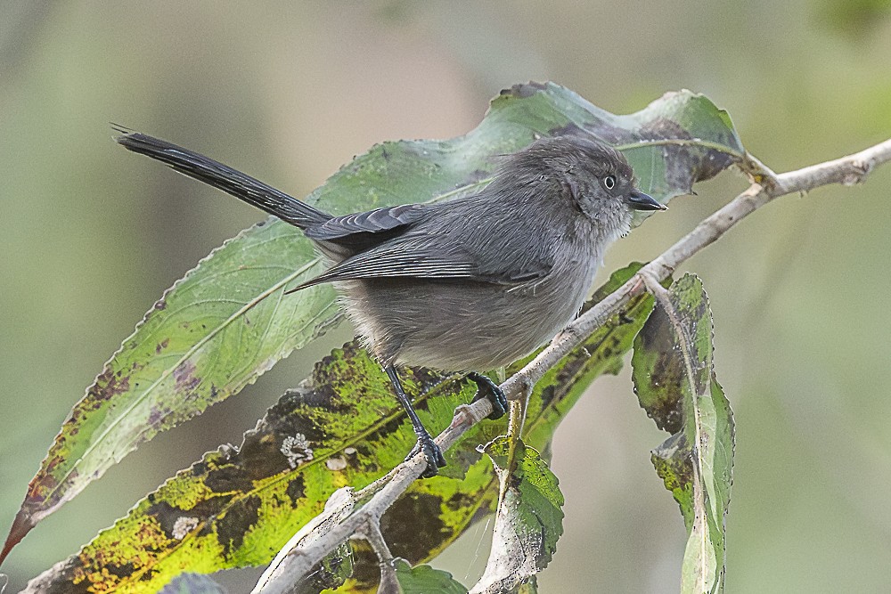 Ополовник американський [група minimus] - ML646166301