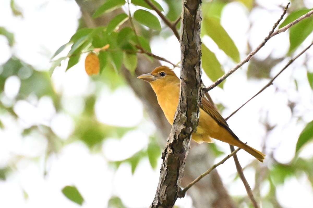 Піранга пломениста - ML646166302