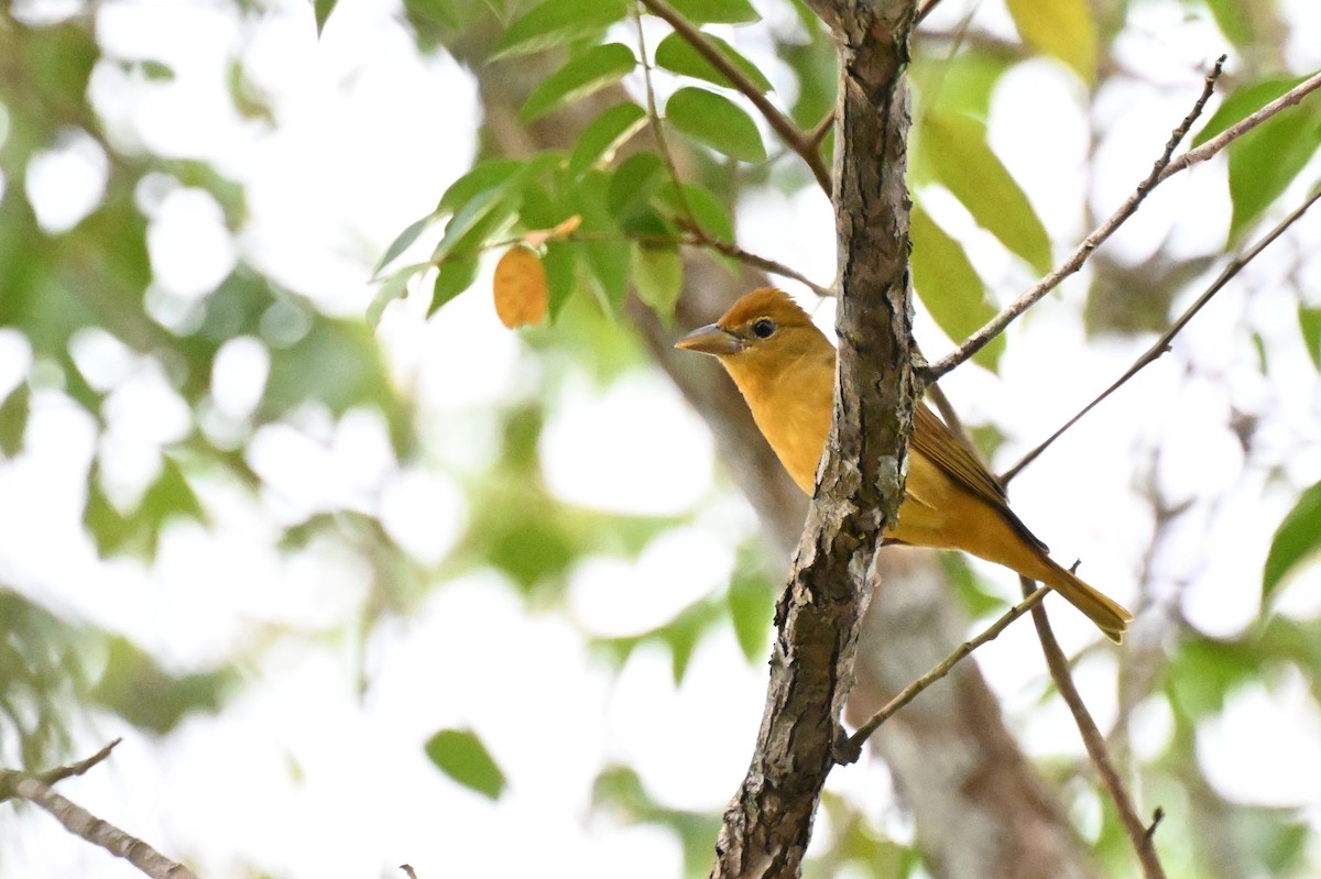 Піранга пломениста - ML646166303