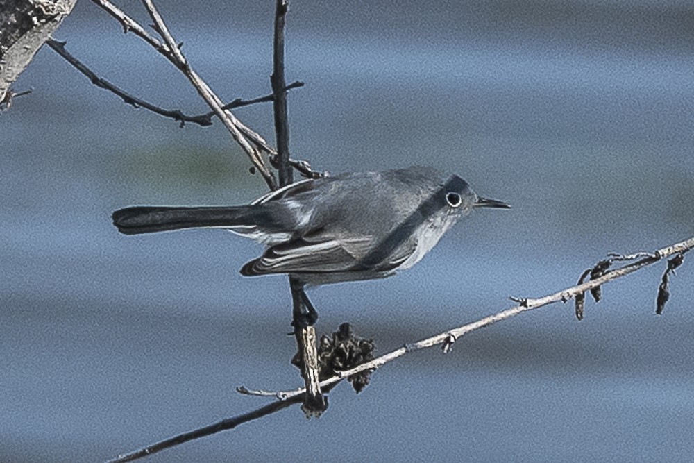 Комароловка сиза - ML646166304