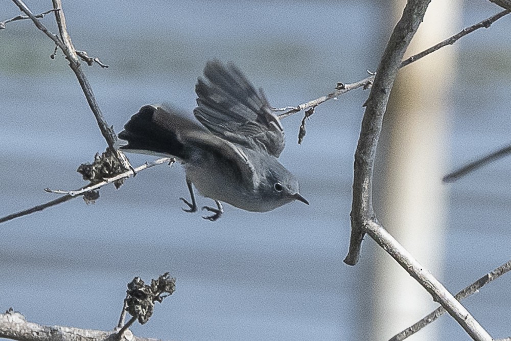 Комароловка сиза - ML646166305