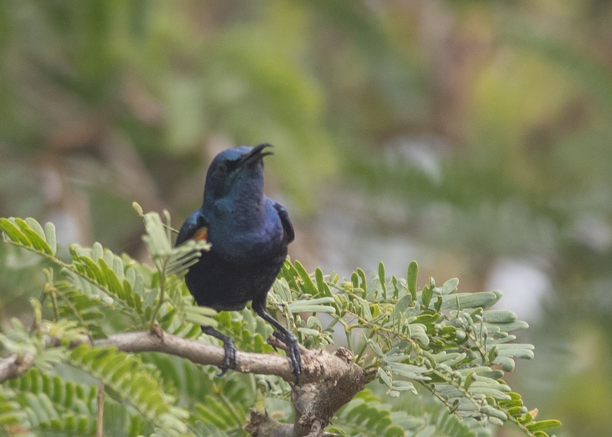 Маріка пурпурова - ML646166306