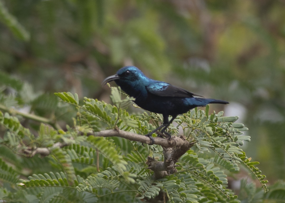 Маріка пурпурова - ML646166307