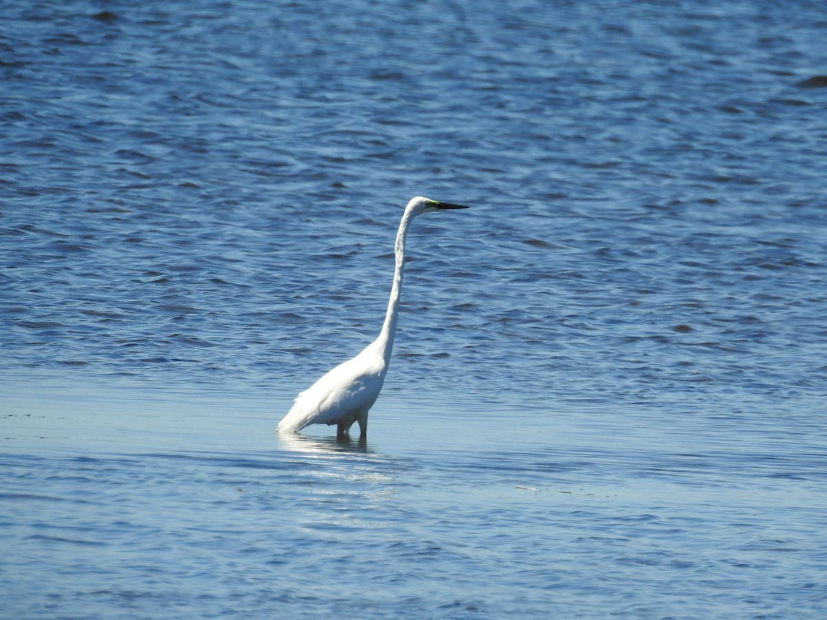 Чапля велика - ML646166308