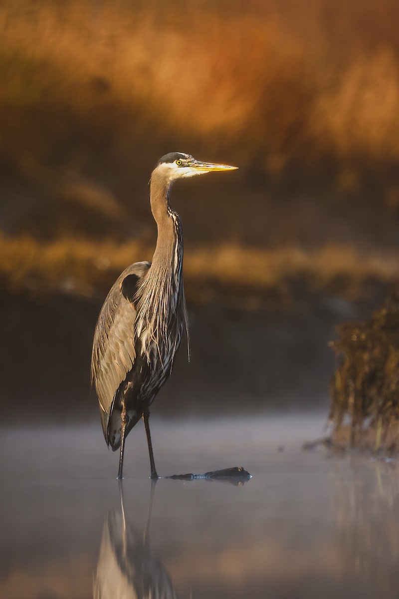 Чапля північна - ML646166310
