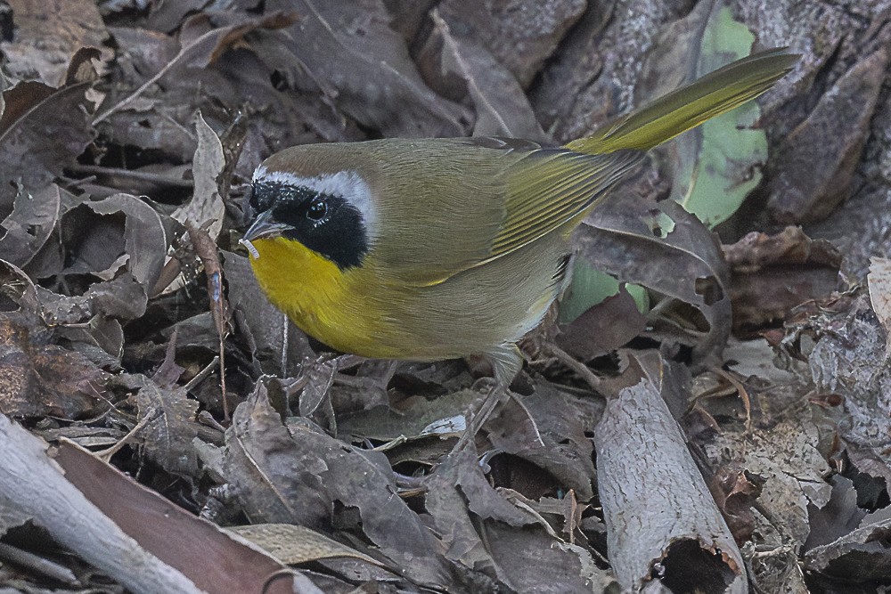 Жовтогорлик північний - ML646166311