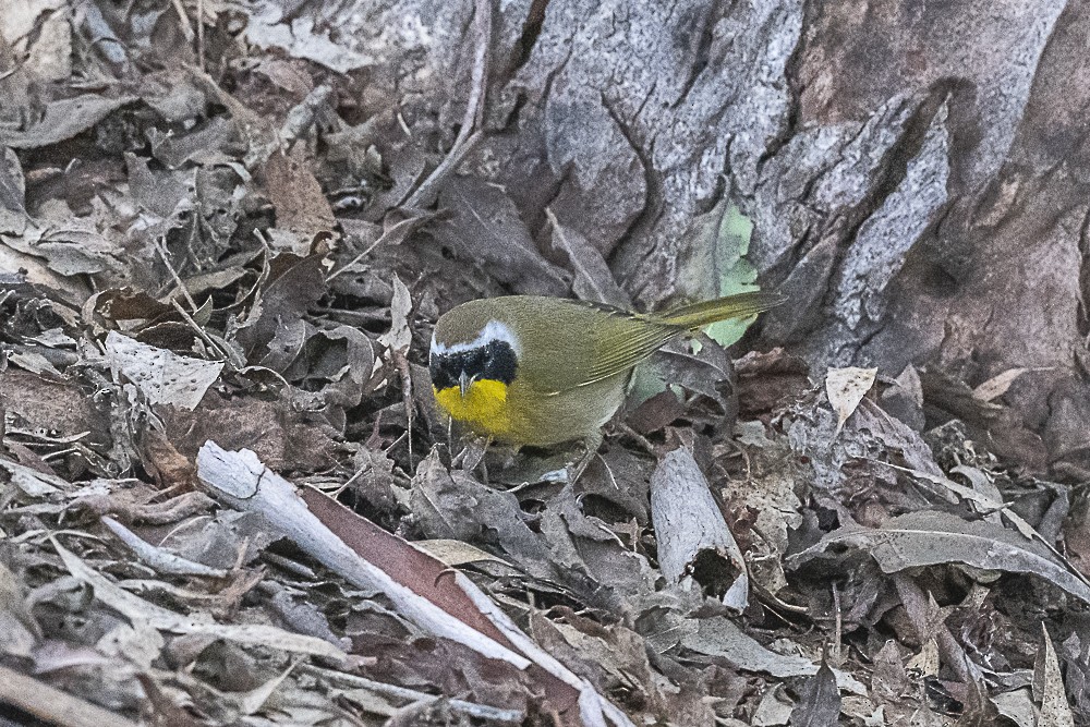 Жовтогорлик північний - ML646166312