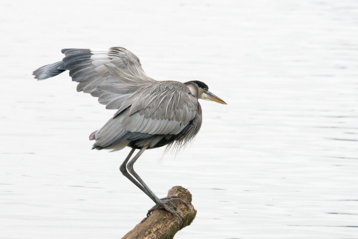 Чапля північна - ML646166313