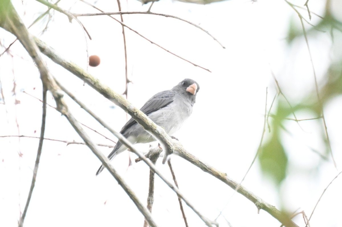 Зерноїд золотодзьобий - ML646166314