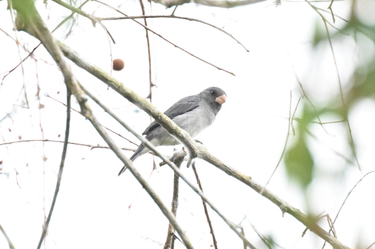 Зерноїд золотодзьобий - ML646166315