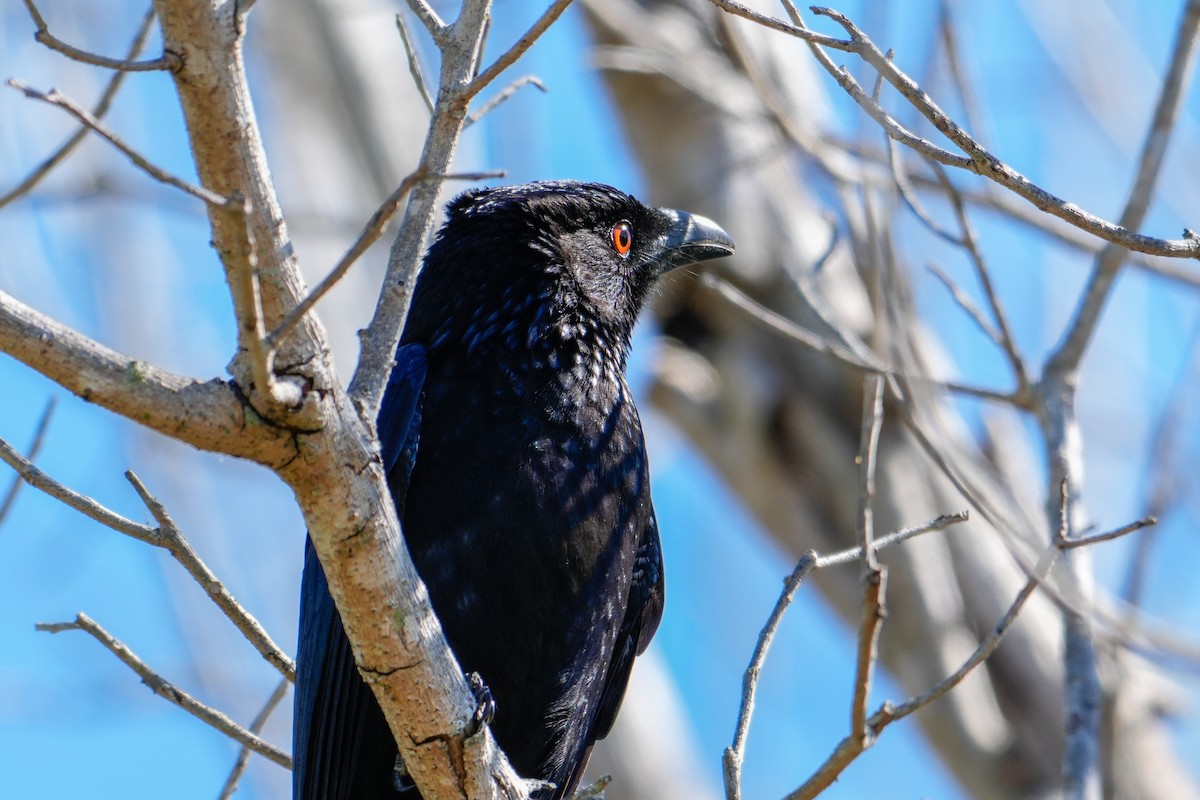 Дронго волохатий - ML646166316