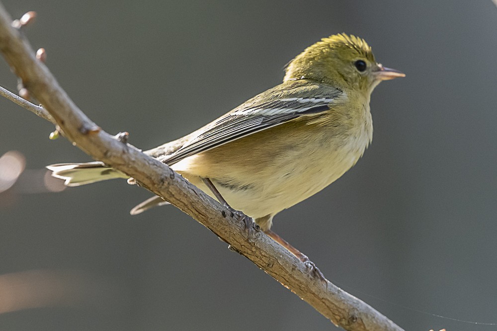 Пісняр-лісовик каштановий - ML646166319