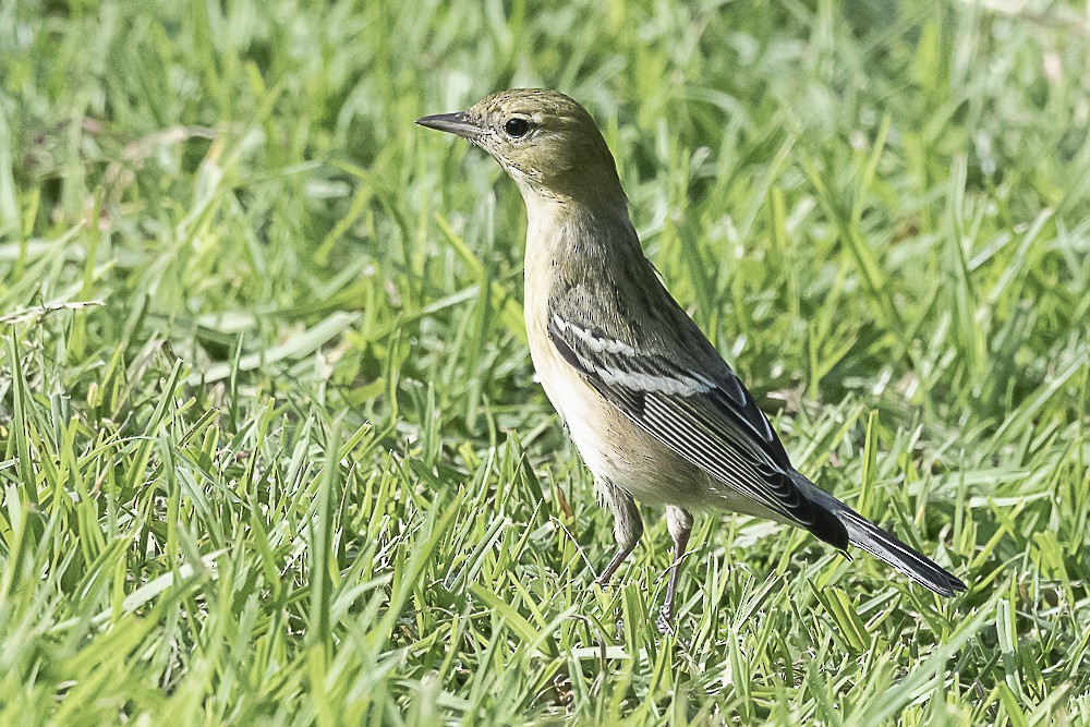 Пісняр-лісовик каштановий - ML646166320