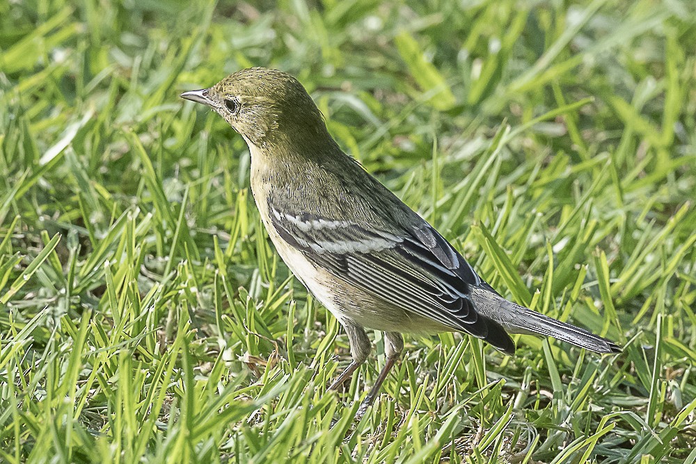 Пісняр-лісовик каштановий - ML646166321