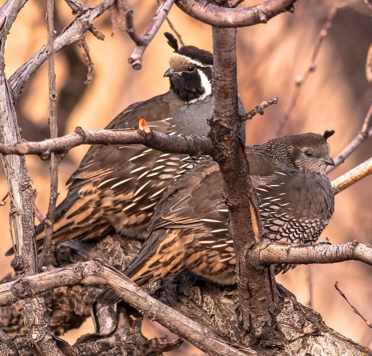 Перепелиця каліфорнійська - ML646166322