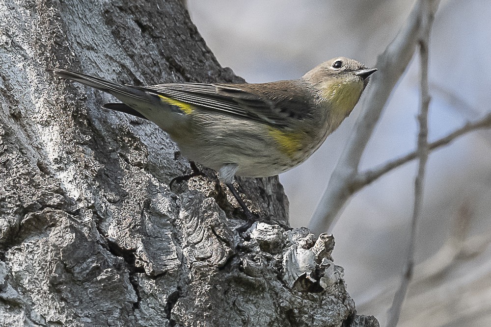 Пісняр-лісовик жовтогузий - ML646166325