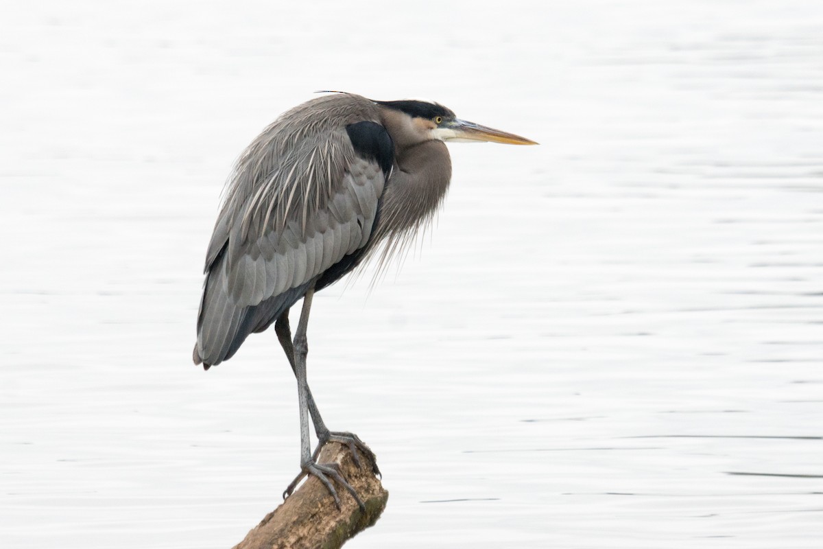 Чапля північна - ML646166327