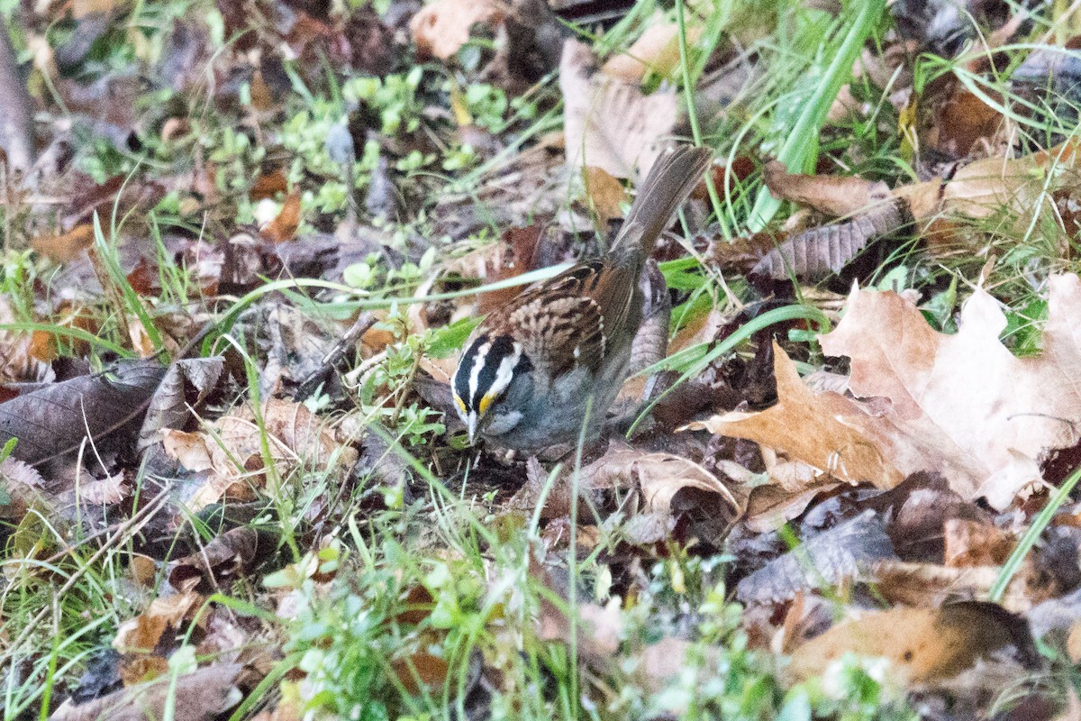 Бруант білогорлий - ML646166328