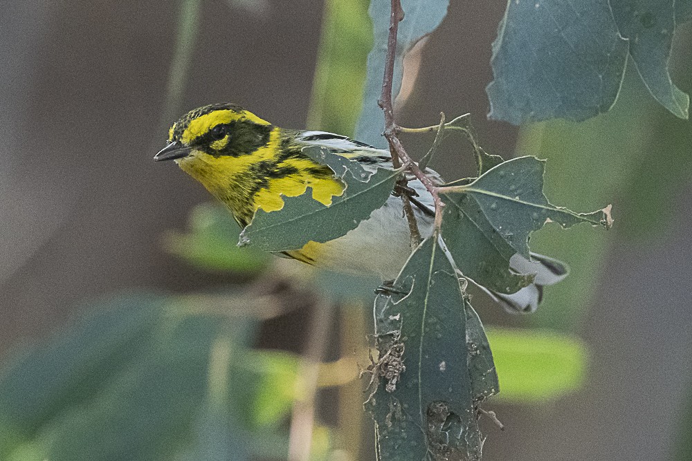 Townsend's Warbler - ML646166330