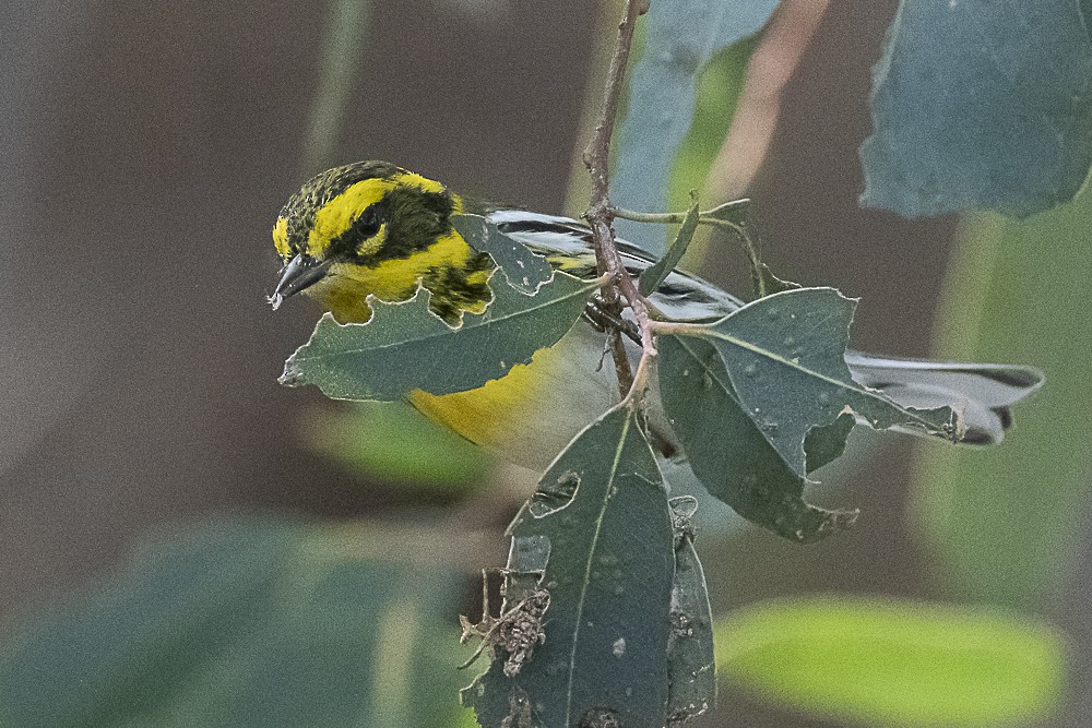 Townsend's Warbler - ML646166331