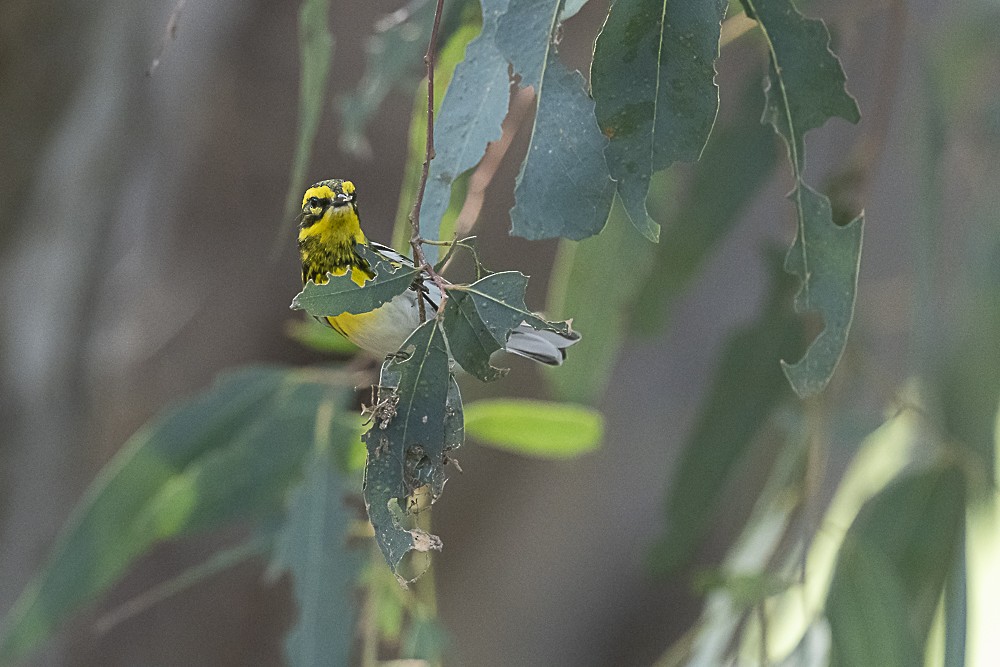 Townsend's Warbler - ML646166332