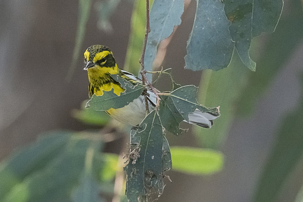 Townsend's Warbler - ML646166333