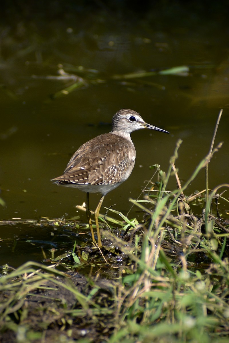 vodouš bahenní - ML646166345