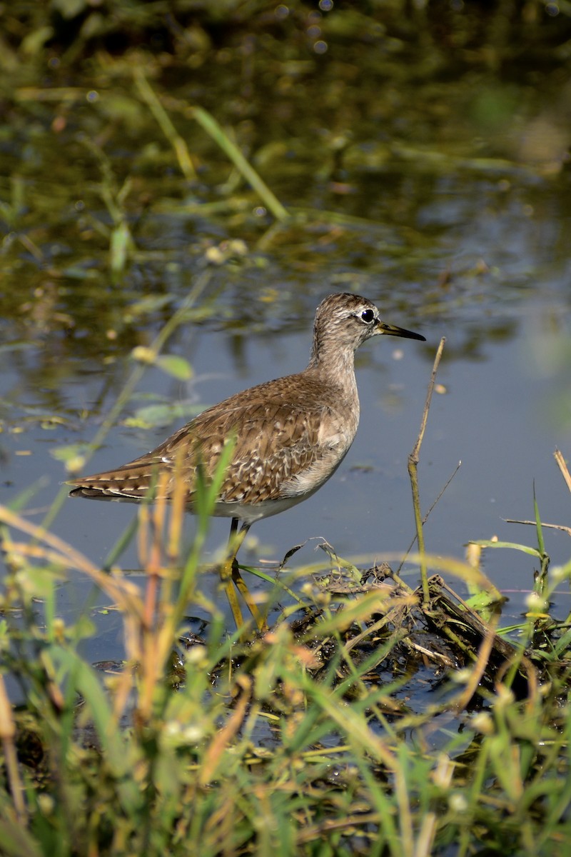 vodouš bahenní - ML646166346