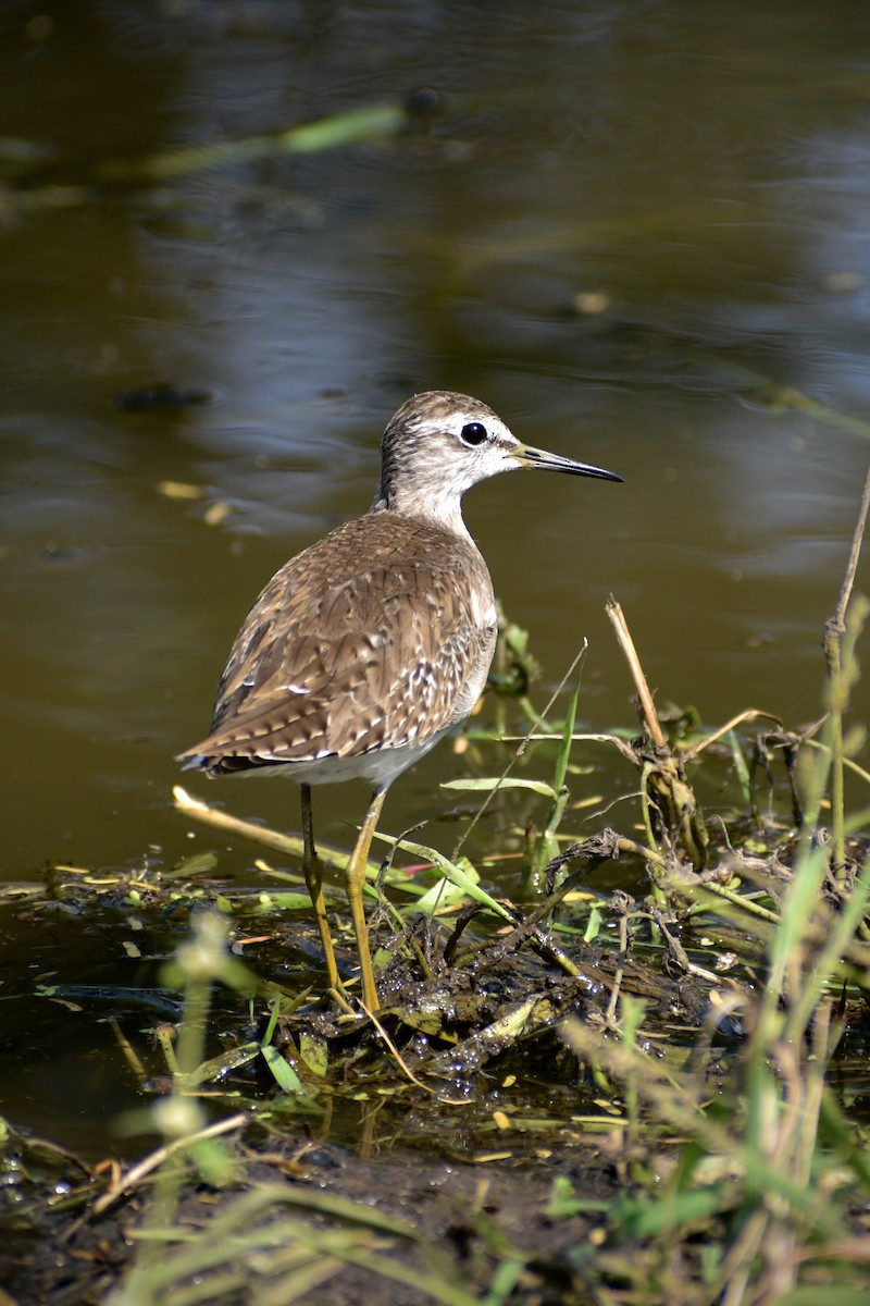 vodouš bahenní - ML646166347