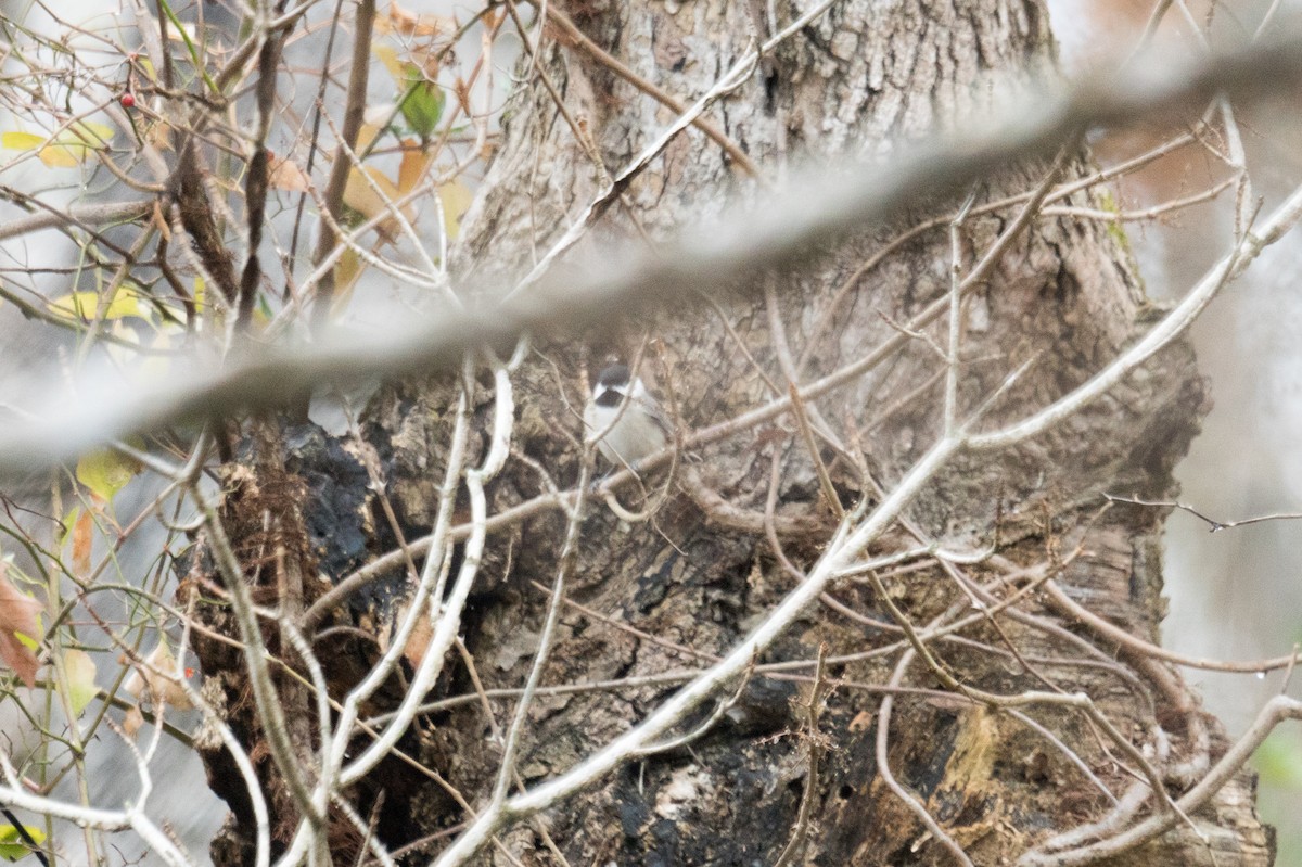 Carolina Chickadee - ML646166373