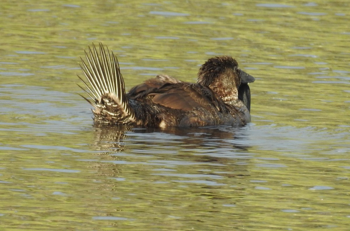 Musk Duck - ML646166374