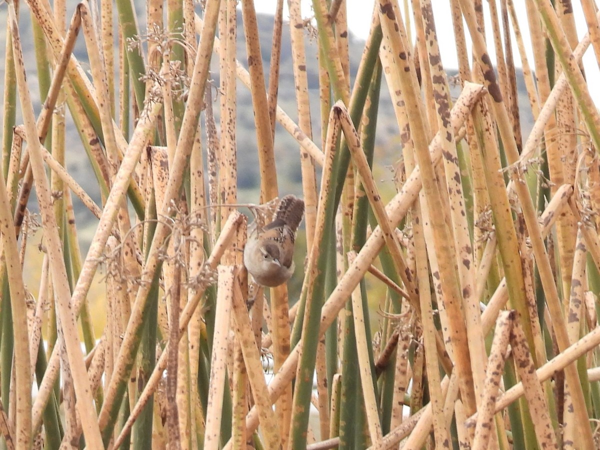 Marsh Wren - ML646166386