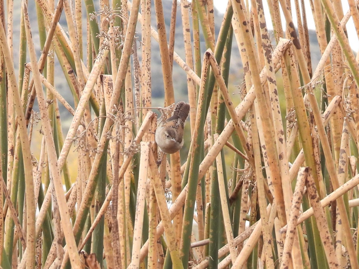 Marsh Wren - ML646166392