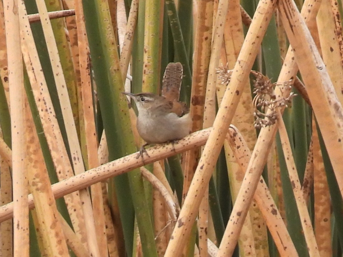 Marsh Wren - ML646166394