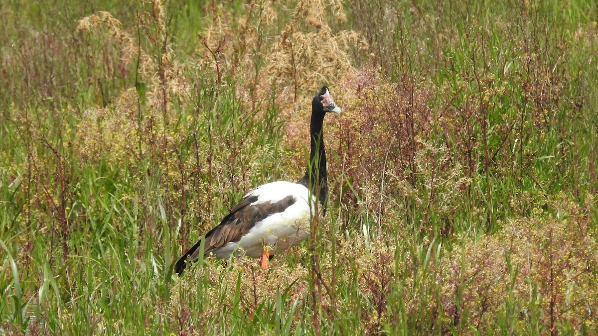 Magpie Goose - ML646166396