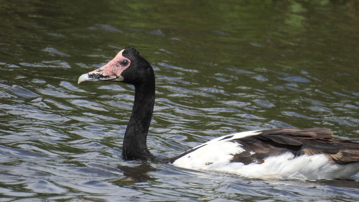 Magpie Goose - ML646166405