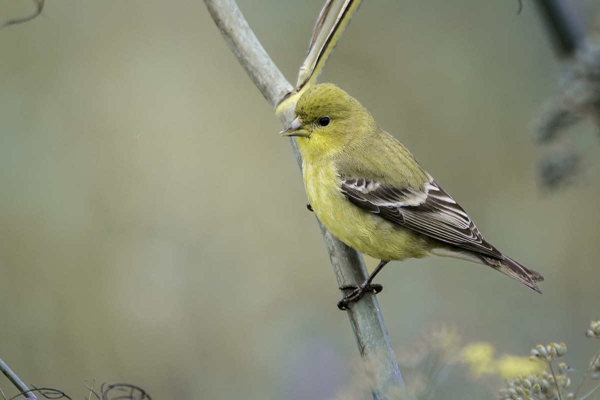 Lesser Goldfinch - ML646166406