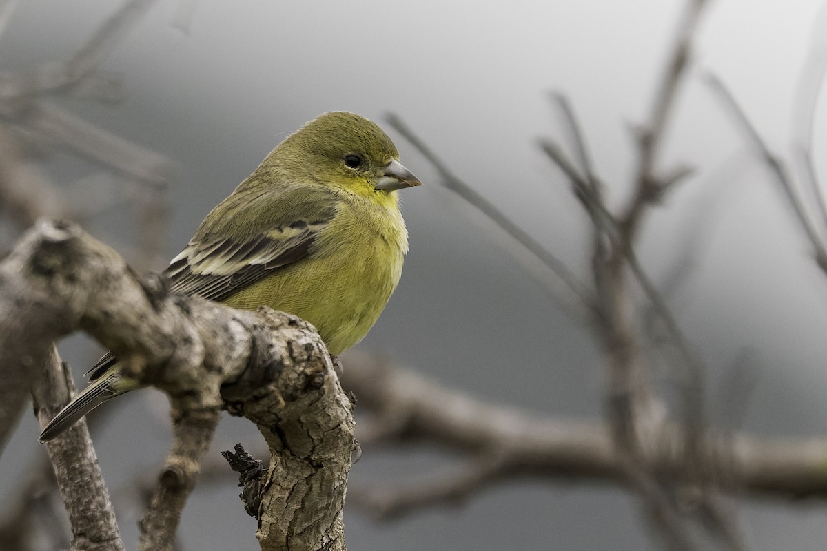 Lesser Goldfinch - ML646166407