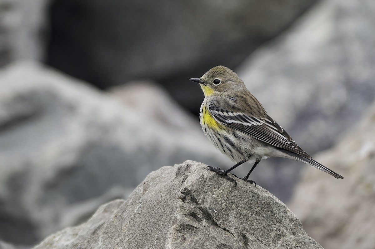 Yellow-rumped Warbler (Audubon's) - ML646166408