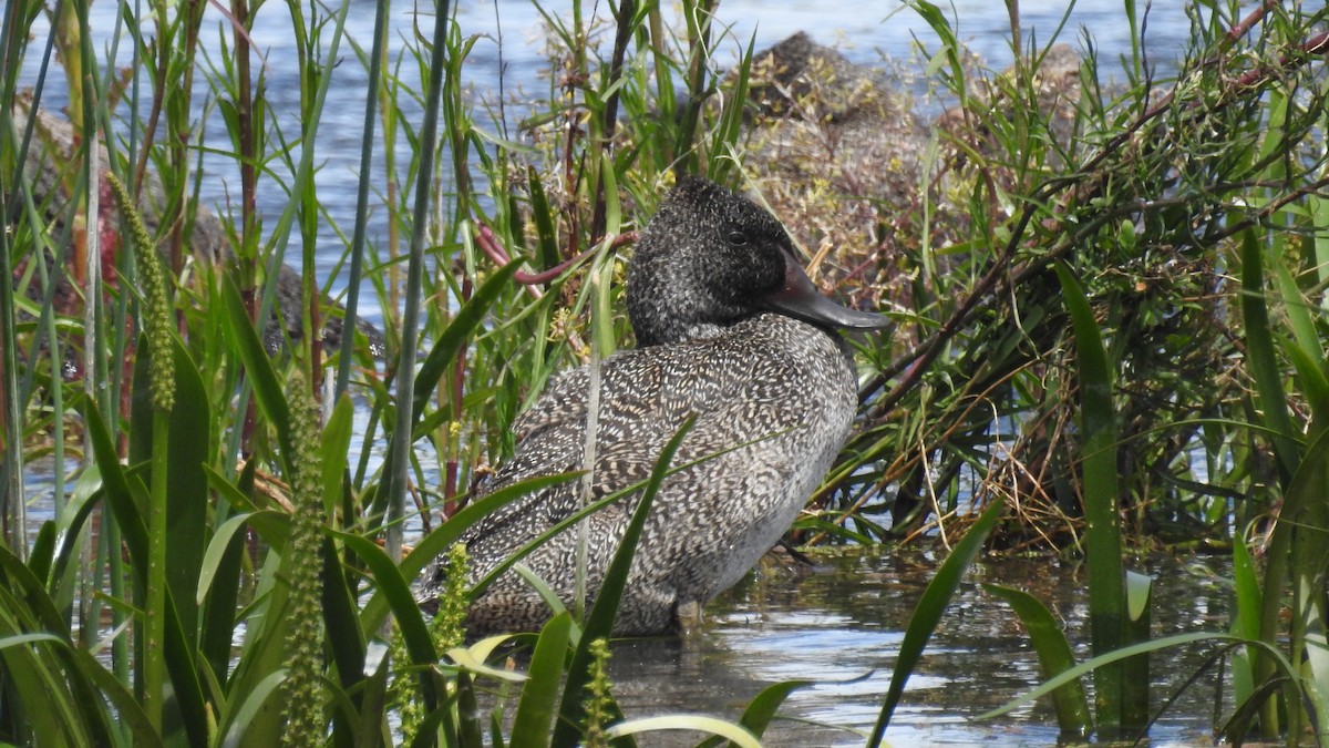 Freckled Duck - ML646166409