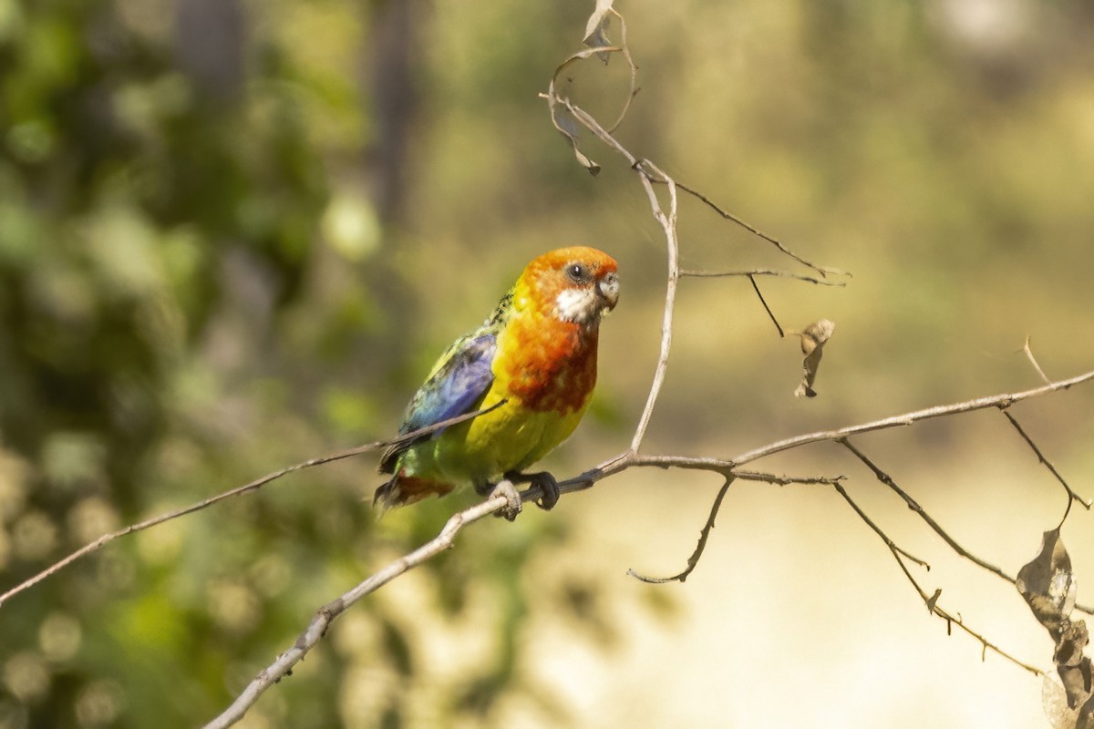 Eastern Rosella - ML646166410