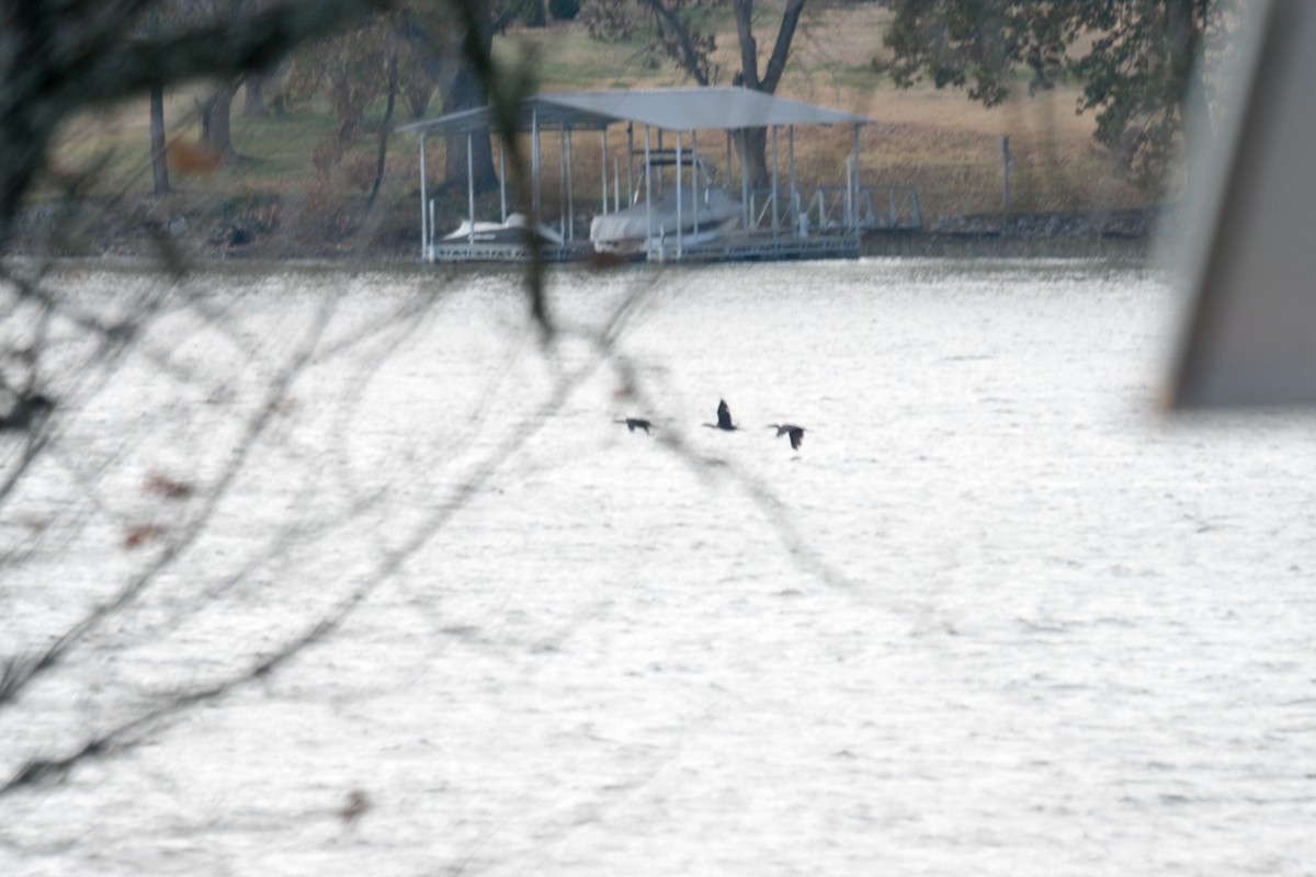 Double-crested Cormorant - ML646166411