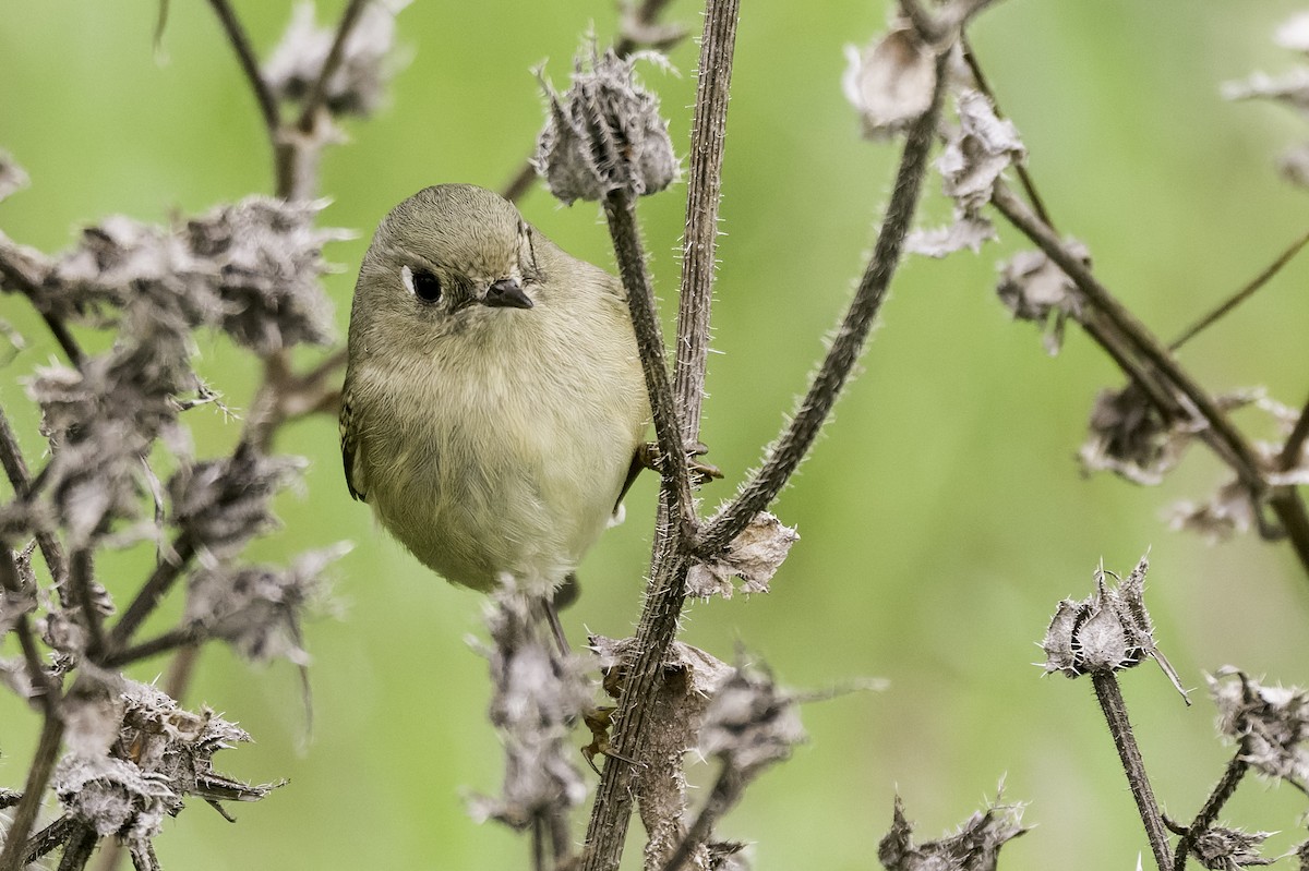 Ruby-crowned Kinglet - ML646166412