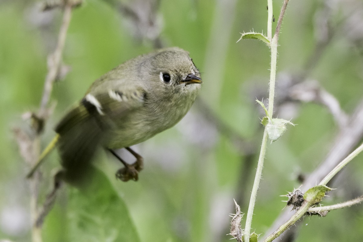 Ruby-crowned Kinglet - ML646166413