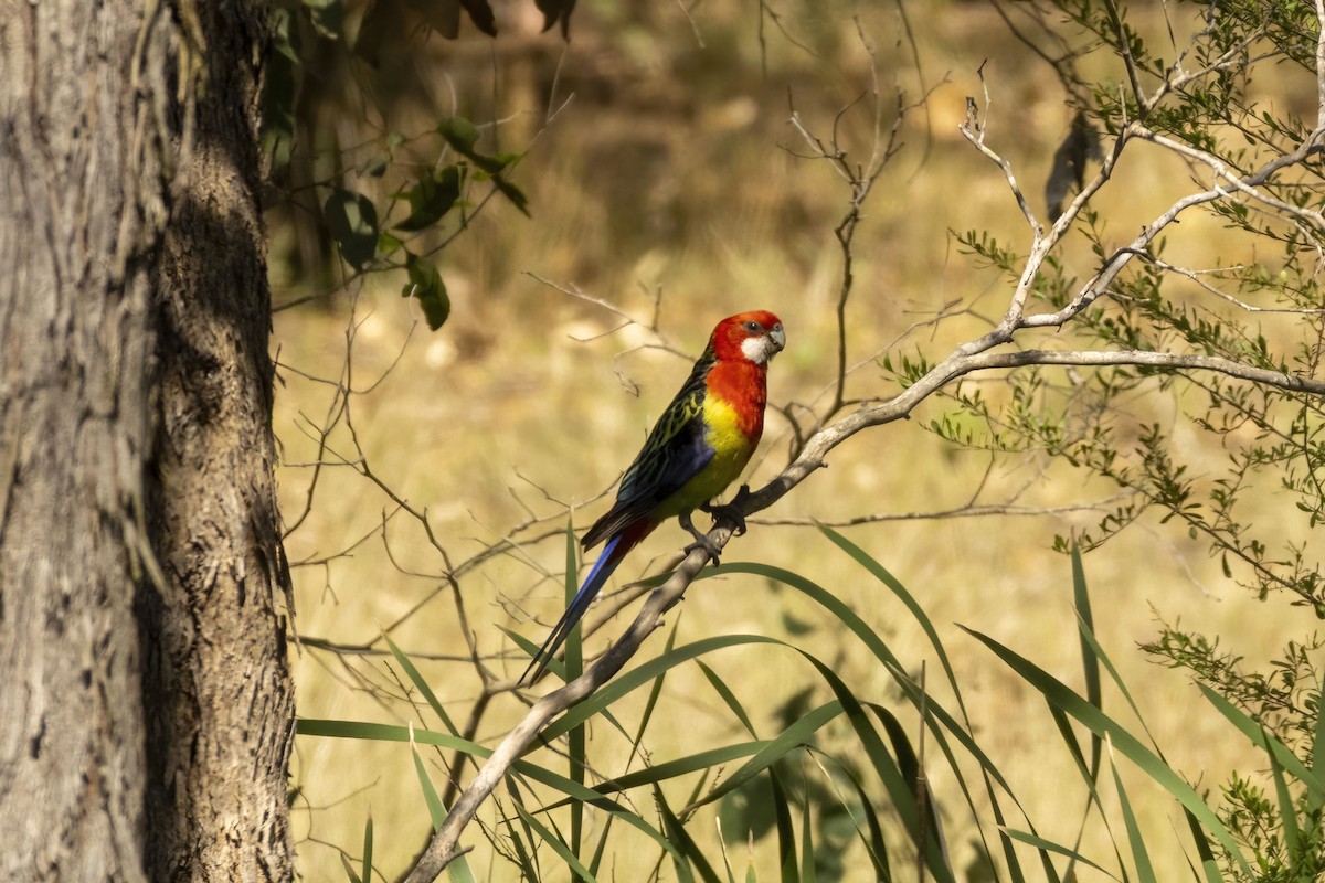 Eastern Rosella - ML646166414