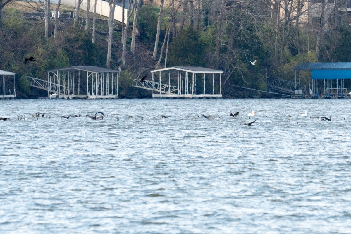 Double-crested Cormorant - ML646166415