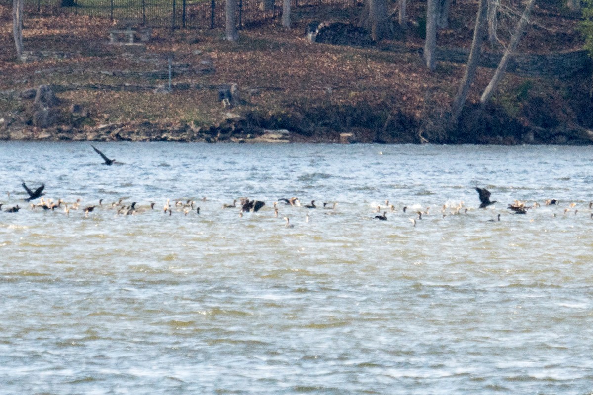 Double-crested Cormorant - ML646166416