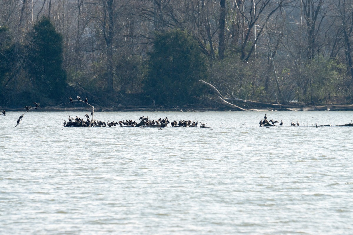 Double-crested Cormorant - ML646166417