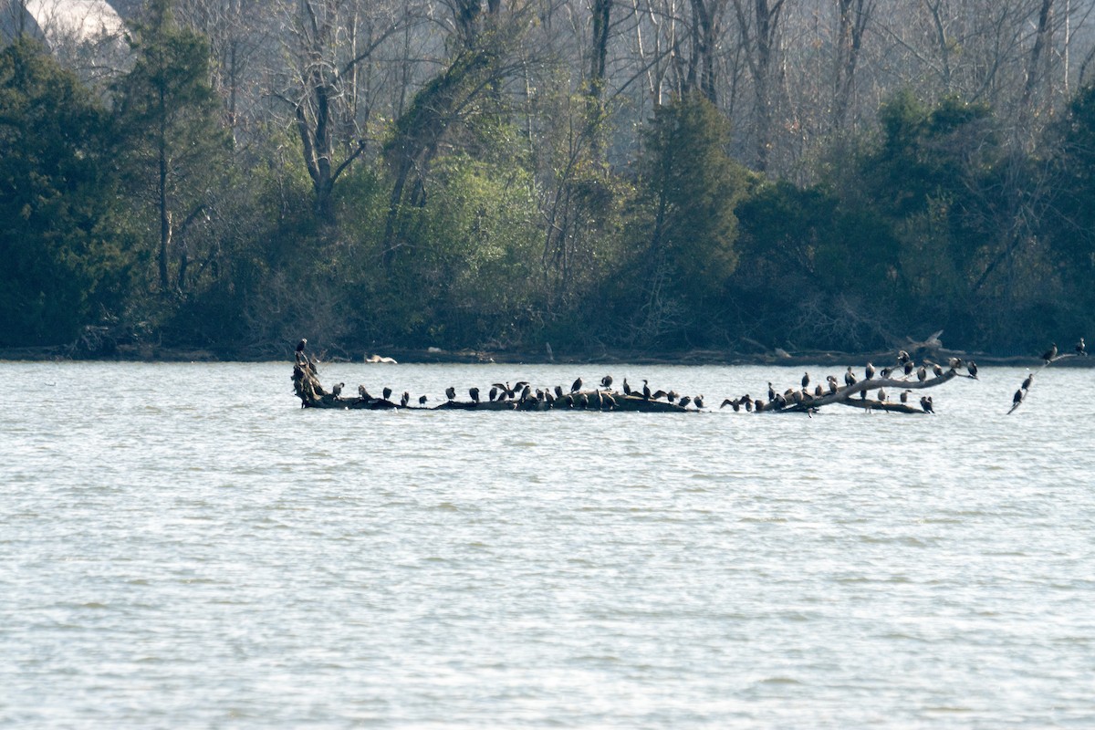 Double-crested Cormorant - ML646166418