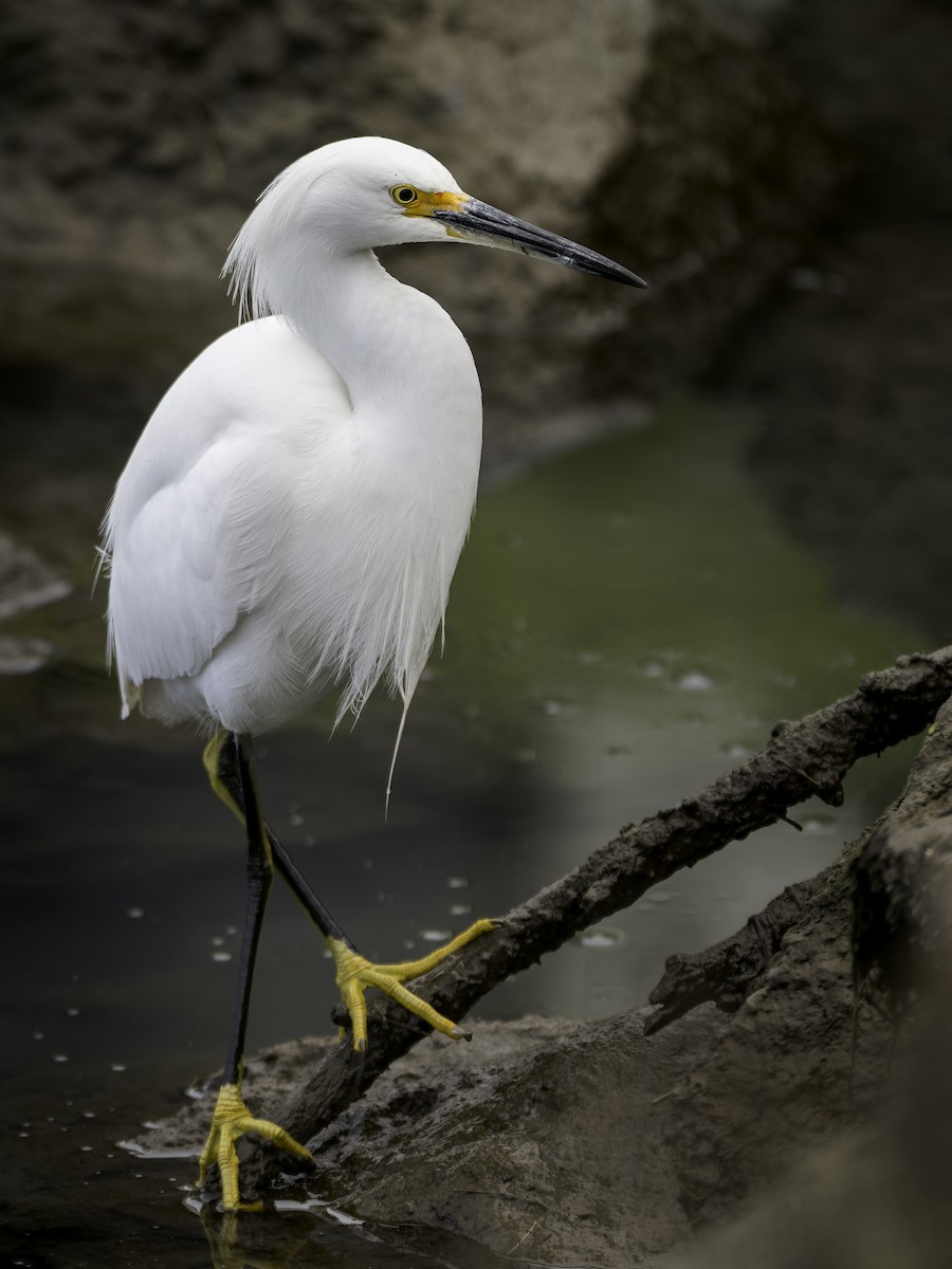 Snowy Egret - ML646166419